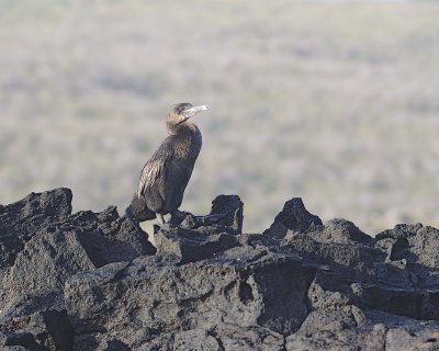 Cormorant, Flightless-051917-Isabela Island-#0125.jpg