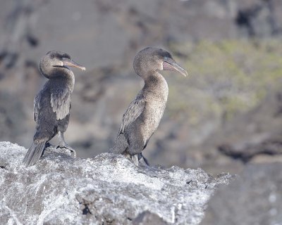 Cormorant, Flightless-051917-Isabela Island-#0184.jpg
