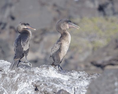 Cormorant, Flightless-051917-Isabela Island-#0187.jpg