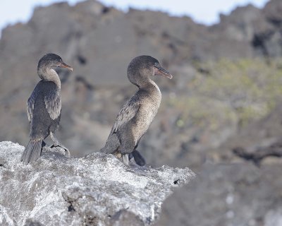 Cormorant, Flightless-051917-Isabela Island-#0204.jpg