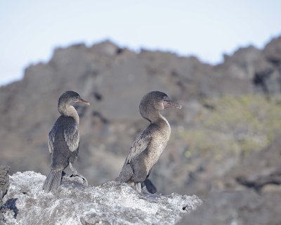 Cormorant, Flightless-051917-Isabela Island-#0206.jpg