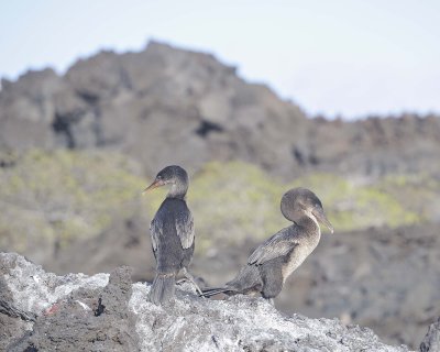 Cormorant, Flightless-051917-Isabela Island-#0215.jpg