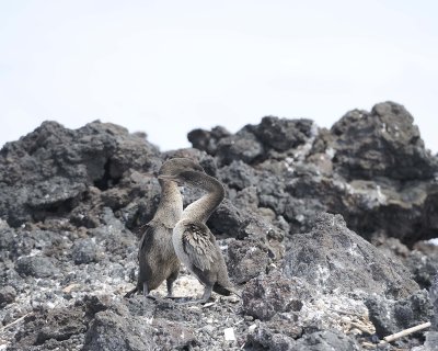 Cormorant, Flightless-052117-Isabella Island-#0667.jpg