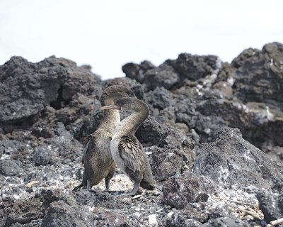 Cormorant, Flightless-052117-Isabella Island-#0668.jpg