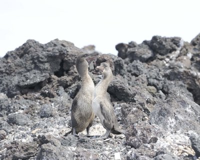 Cormorant, Flightless-052117-Isabella Island-#0669.jpg