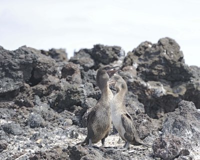 Cormorant, Flightless-052117-Isabella Island-#0673.jpg