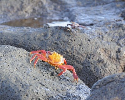 Crab, Sally Lightfoot-051617-Las Bachas, Santa Cruz Island-#0047.jpg