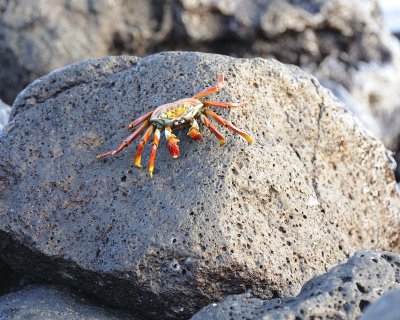 Crab, Sally Lightfoot-051617-Las Bachas, Santa Cruz Island-#0049.jpg