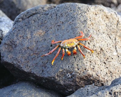 Crab, Sally Lightfoot-051617-Las Bachas, Santa Cruz Island-#0051.jpg