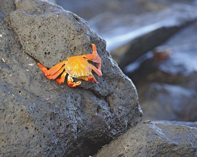 Crab, Sally Lightfoot-051617-Las Bachas, Santa Cruz Island-#0233.jpg
