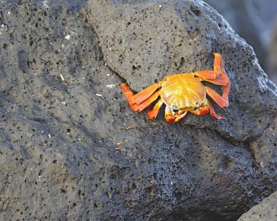 Crab, Sally Lightfoot-051617-Las Bachas, Santa Cruz Island-#0265.jpg