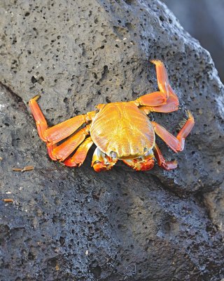 Crab, Sally Lightfoot-051617-Las Bachas, Santa Cruz Island-#0276.jpg