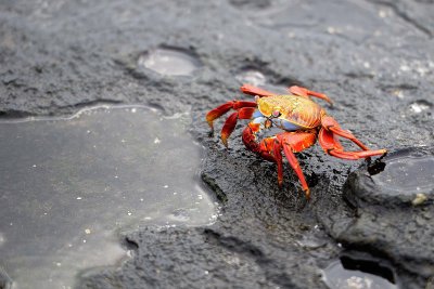 Crab, Sally Lightfoot-052917-Santiago Island-#0212.jpg