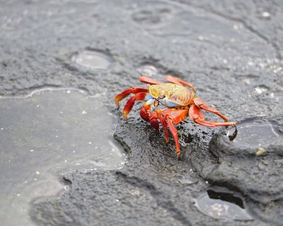 Crab, Sally Lightfoot-052917-Santiago Island-#0213.jpg