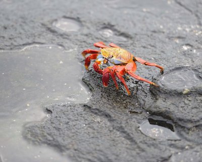Crab, Sally Lightfoot-052917-Santiago Island-#0215.jpg