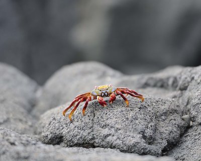 Crab, Sally Lightfoot-052917-Santiago Island-#0458.jpg