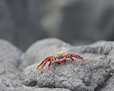 Crab, Sally Lightfoot-052917-Santiago Island-#0459.jpg