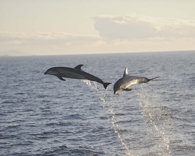 Dolphin, Bottlenose from ship-052917-Santiago Island-#1053.jpg