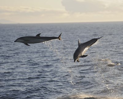 Dolphin, Bottlenose from ship-052917-Santiago Island-#1054.jpg