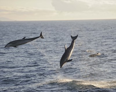 Dolphin, Bottlenose from ship-052917-Santiago Island-1055.jpg