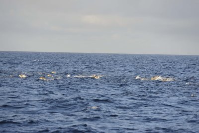Dolphins-051817-At Sea-#0004.jpg