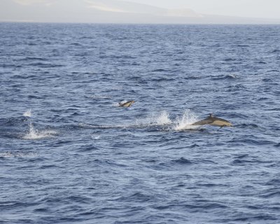 Dolphins-051817-At Sea-#0082.jpg