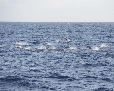 Dolphins-051817-At Sea-#0118.jpg