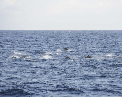 Dolphins-051817-At Sea-#0119.jpg
