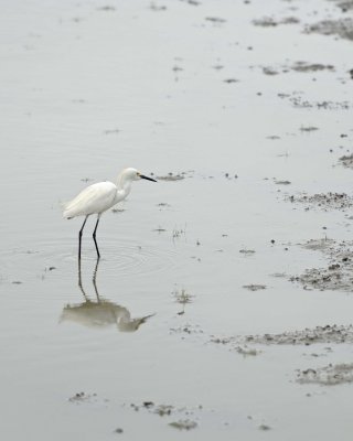Egret, Little-051517-Manglares Churute Ecological Reserve, Ecuador-#0018.jpg