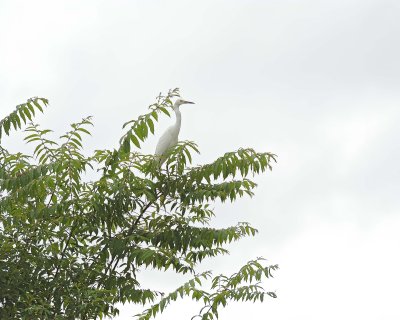 Egret, Little-051517-Manglares Churute Ecological Reserve, Ecuador-#0175.jpg
