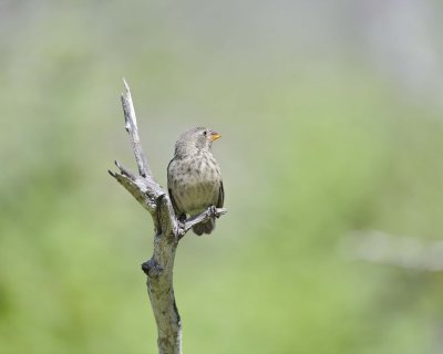 Finch, Small-billed Ground-052417-Floreana Island-#0256.jpg