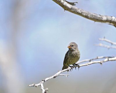 Finch, Small-billed Ground-052417-Floreana Island-#0257.jpg