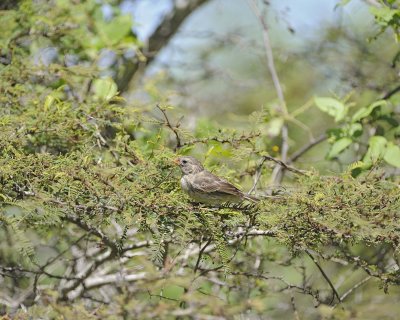 Finch, Small-billed Ground-052417-Floreana Island-#0270.jpg