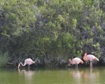 Flamingo, Pink-052117-Isabella Island-#0799.jpg