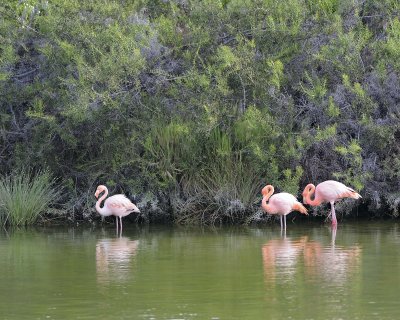 Flamingo, Pink-052117-Isabella Island-#0813.jpg
