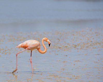 Flamingo, Pink-052417-Floreana Island-#0185.jpg