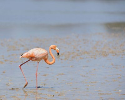 Flamingo, Pink-052417-Floreana Island-#0186.jpg