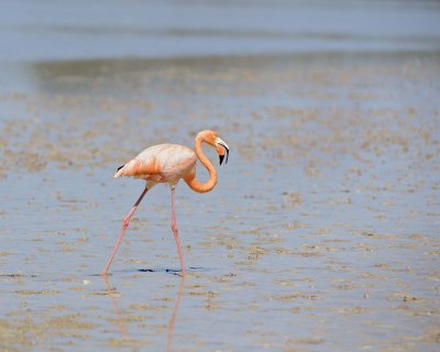 Flamingo, Pink-052417-Floreana Island-#0189.jpg