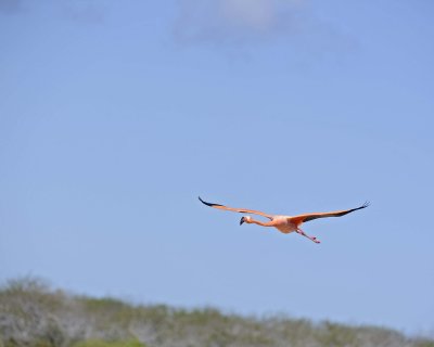Flamingo, Pink-052417-Floreana Island-#0199-.jpg