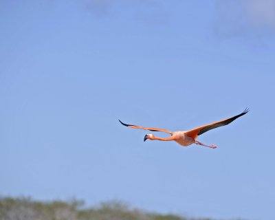Flamingo, Pink-052417-Floreana Island-#0200.jpg