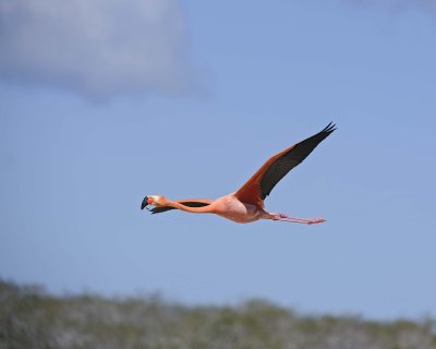 Flamingo, Pink-052417-Floreana Island-#0201.jpg
