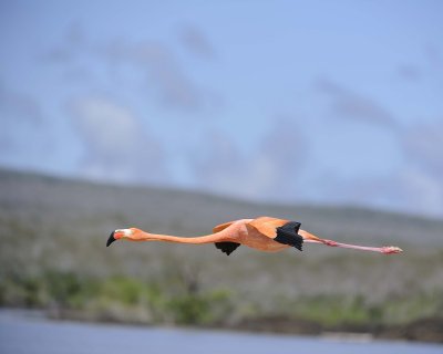 Flamingo, Pink-052417-Floreana Island-#0202.jpg