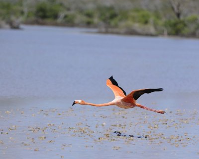 Flamingo, Pink-052417-Floreana Island-#0203.jpg