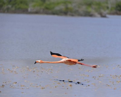 Flamingo, Pink-052417-Floreana Island-#0204.jpg