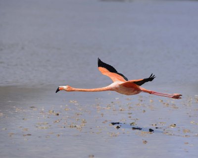 Flamingo, Pink-052417-Floreana Island-#0205.jpg