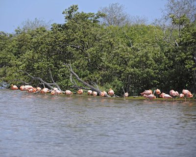Flamingo, Pink-052417-Floreana Island-#0221.jpg