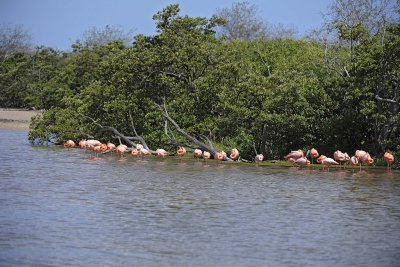 Flamingo, Pink-052417-Floreana Island-#0225.jpg