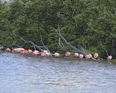 Flamingo, Pink-052417-Floreana Island-#0233.jpg