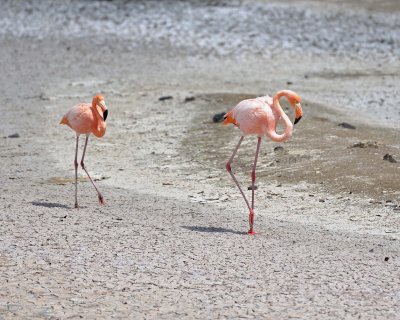Flamingo, Pink-052417-Floreana Island-#0288.jpg