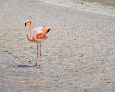 Flamingo, Pink-052417-Floreana Island-#0295.jpg